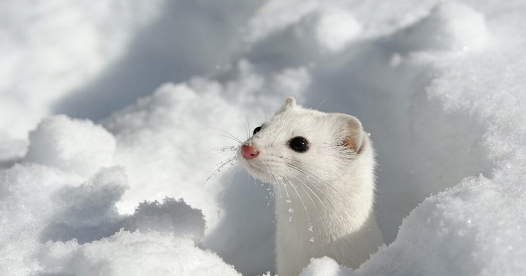 book-unfulfilled-twinray-integration