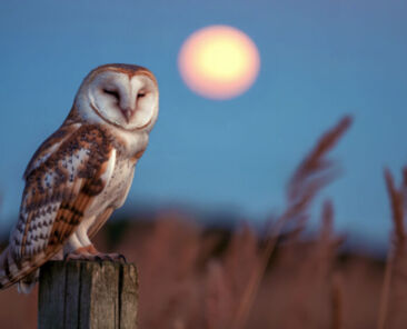 名称未設定のデザイン - 12