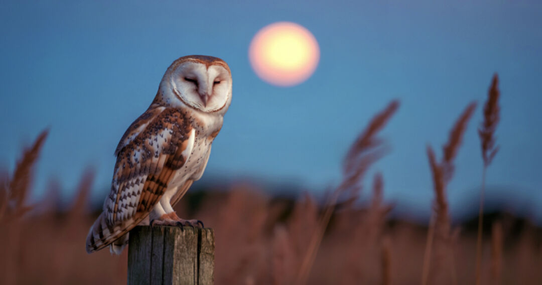 名称未設定のデザイン - 12